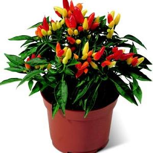 Ornamental Chili Peppers